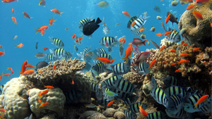Sylt Aquarium