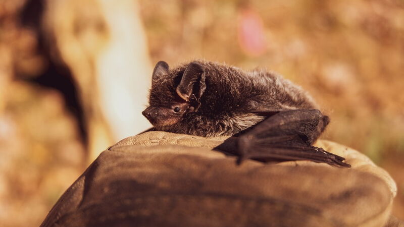 Eine Fledermaus auf einem Stein